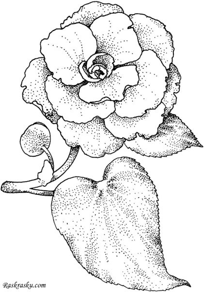Крупные цветы рисунок