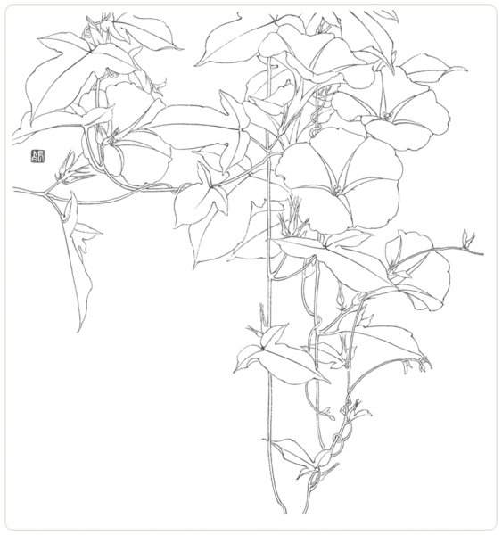 Вьюнок Лиана витраж