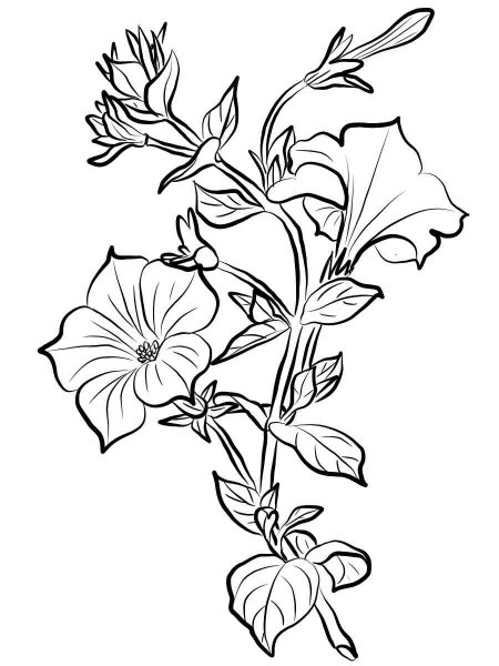 Петуния Вьюнок