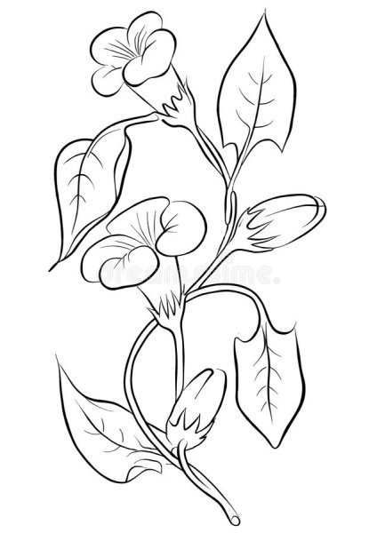 Цветок Вьюн карандашом