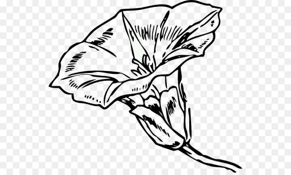 Вьюнок полевой