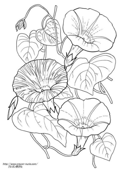 Вьюнок полевой