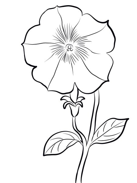 Раскраска петуния цветок