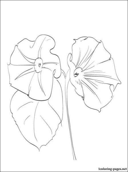 Цветок Вьюн карандашом