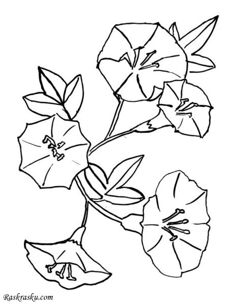 Вьюнок полевой