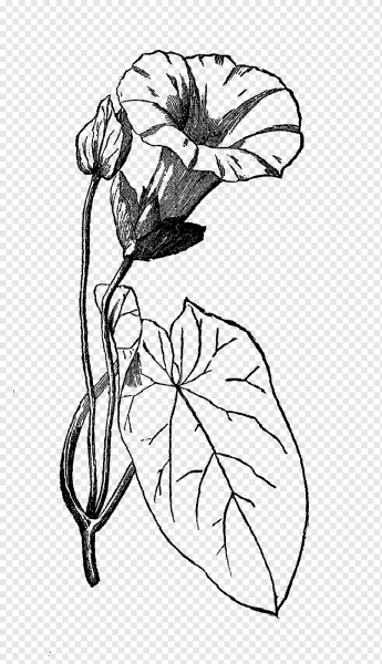 Вьюнок полевой