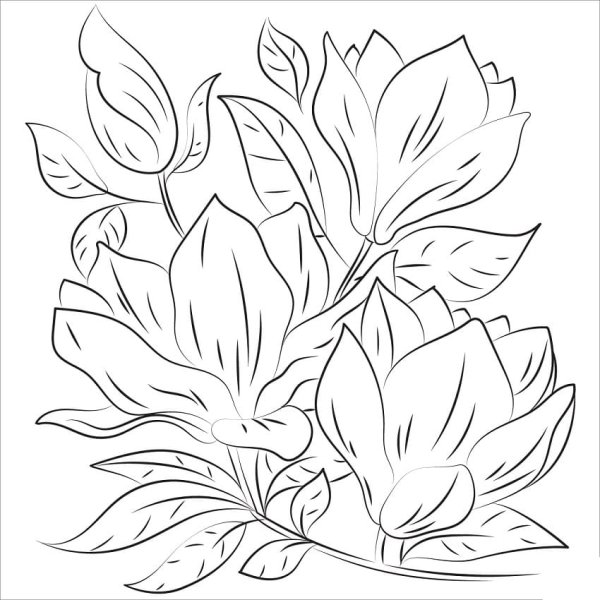 Магнолия раскраска