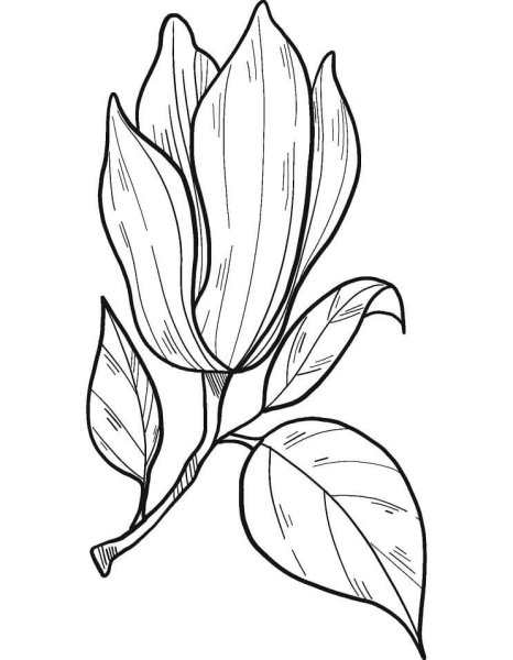 Магнолия рисунок карандашом