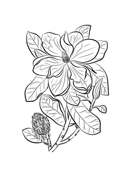 Магнолия раскраска