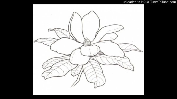 Магнолия раскраска