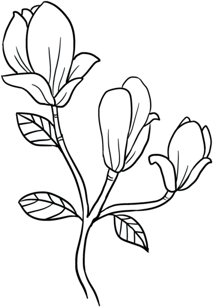 Магнолия раскраска