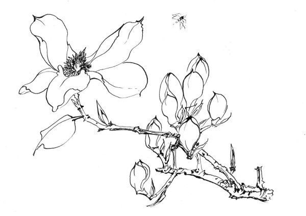 Ветка набросок