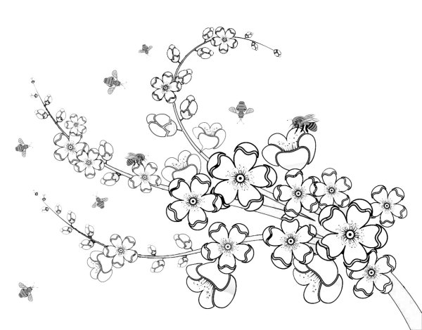 Сакура рисунок