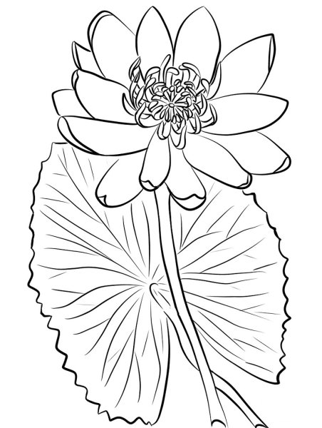 Кувшинка белоснежная раскраска