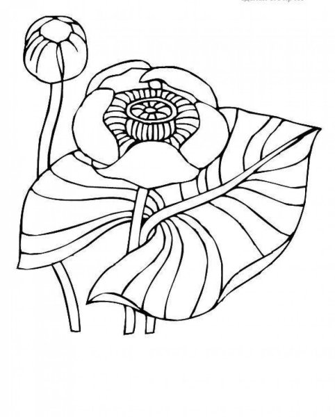 Кувшинка желтая кубышка раскраска