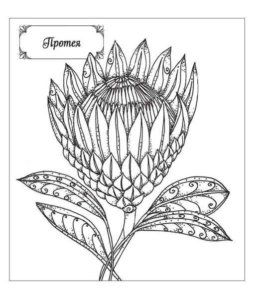 Раскраски необычные растения