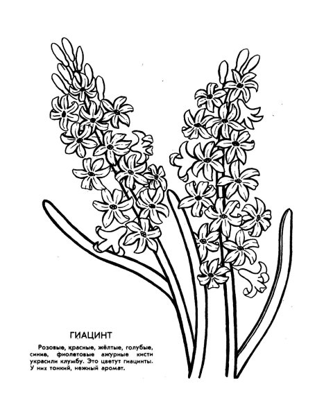 Цветы картинки раскраски с названиями