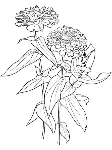 Zinnia elegans рисунок