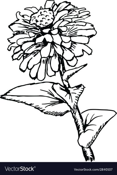 Цинния раскраска