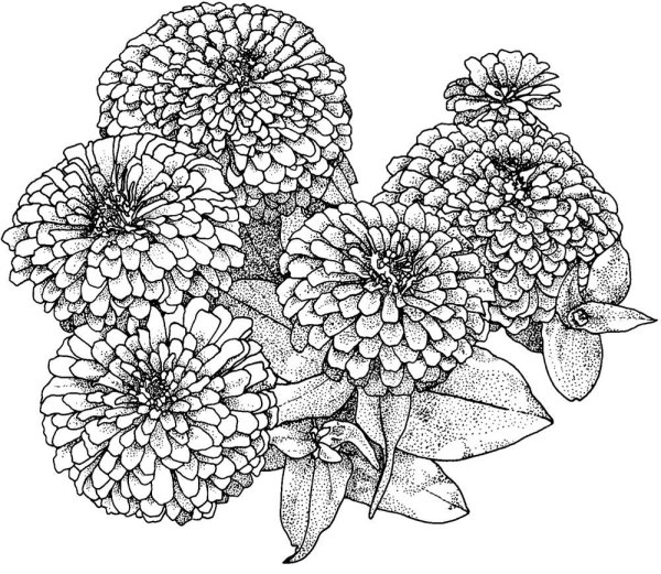 Бархатцы Тагетес