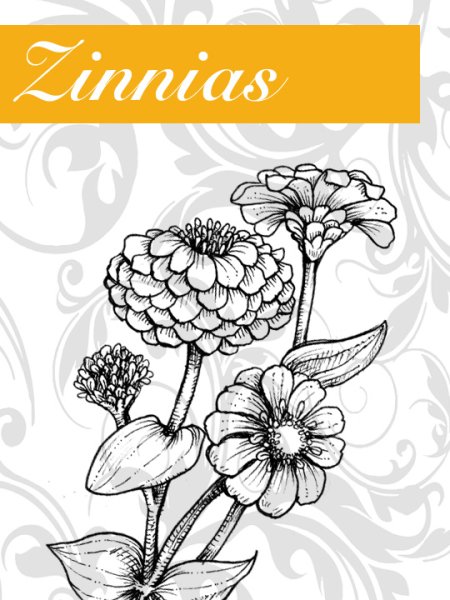 Циния рисунок