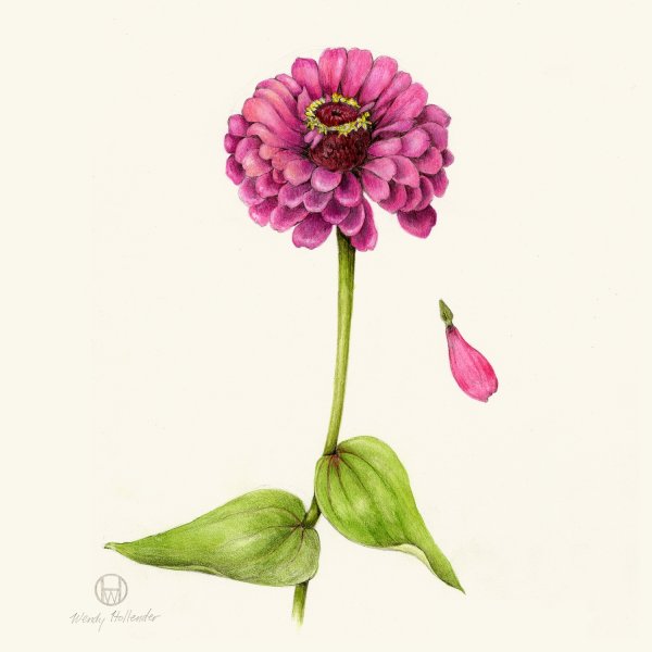 Циния Ботанический рисунок