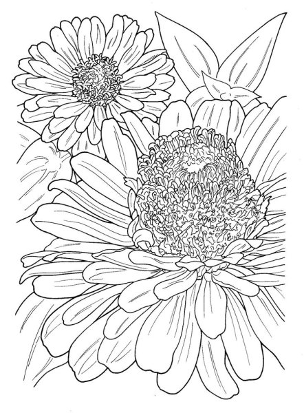 Цинния раскраска