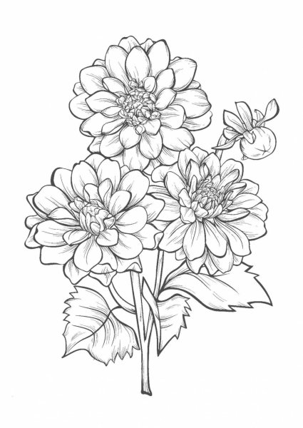 Георгина раскраска цветок