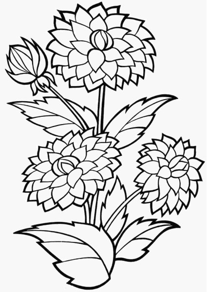 Раскраска Василек цветок