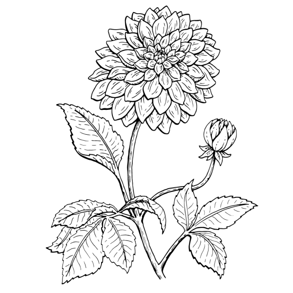 Георгин строение