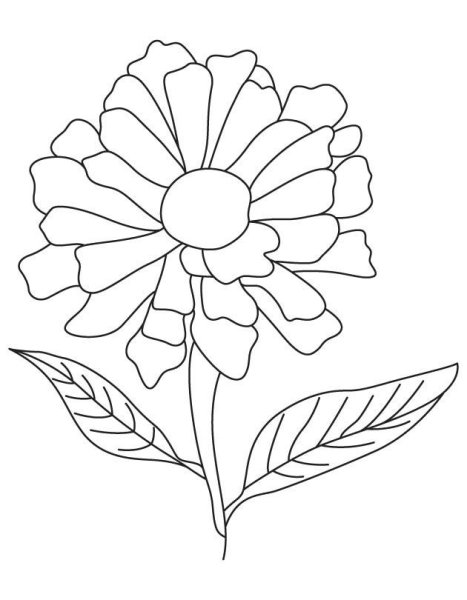 Цинния раскраска для детей