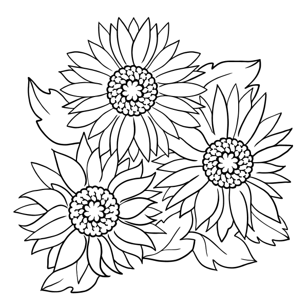 Герберы раскраска