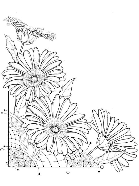 Раскраска цветы герберы