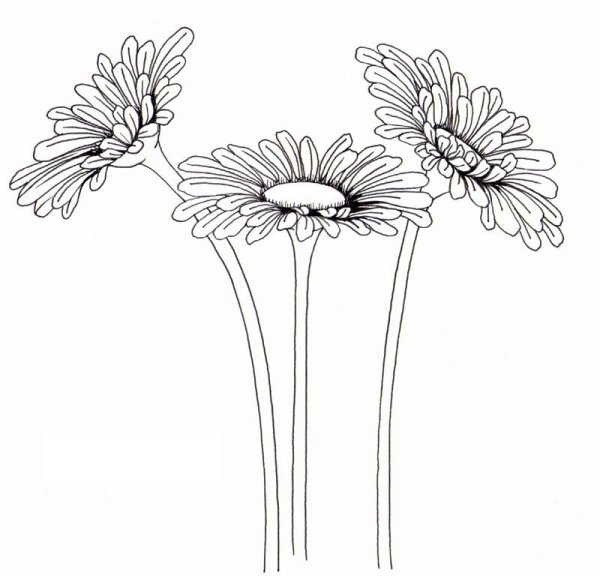 Гербера карандашом