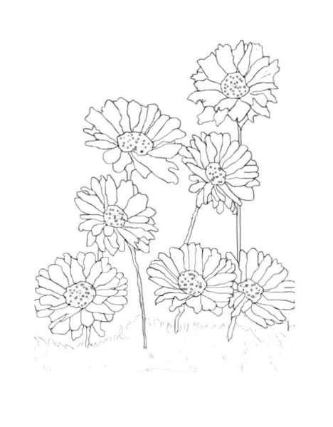 Раскраска цветы герберы