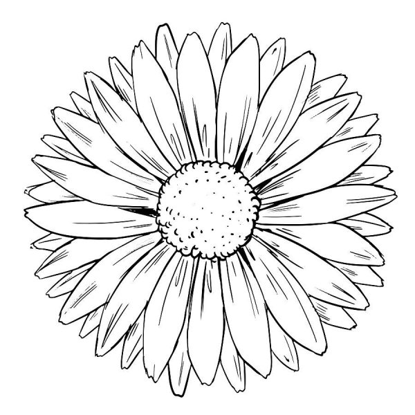 Ромашки для печати черно белое