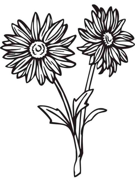 Раскраска Астра цветок