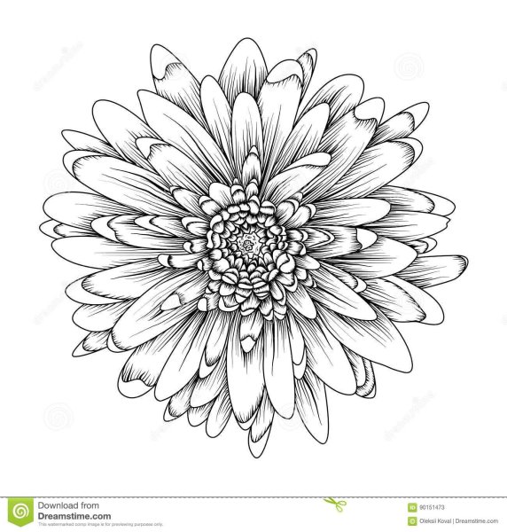 Гербера Графика