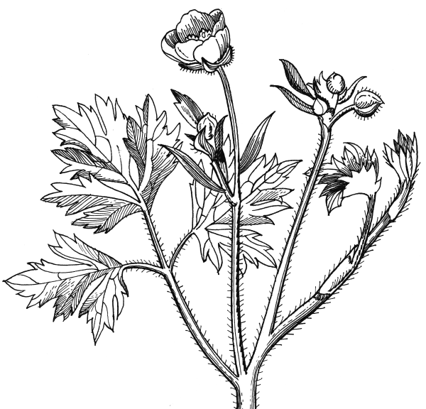 Лютик контур