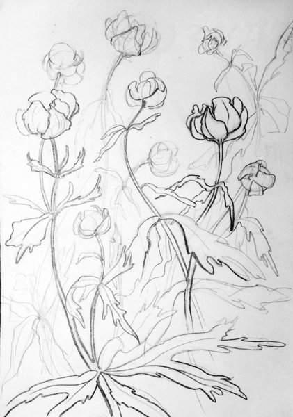 Купальница скетч