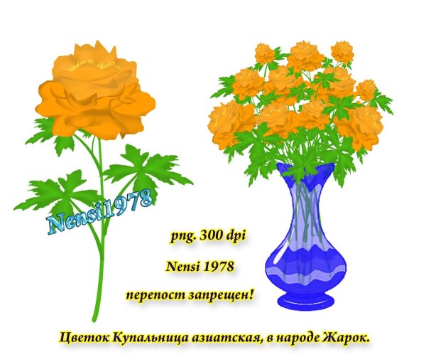 Купальница азиатская рисунок