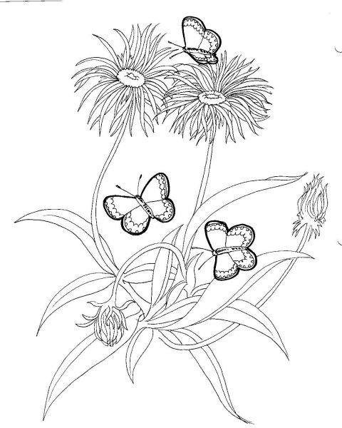 Раскраски для детей растения и цветы