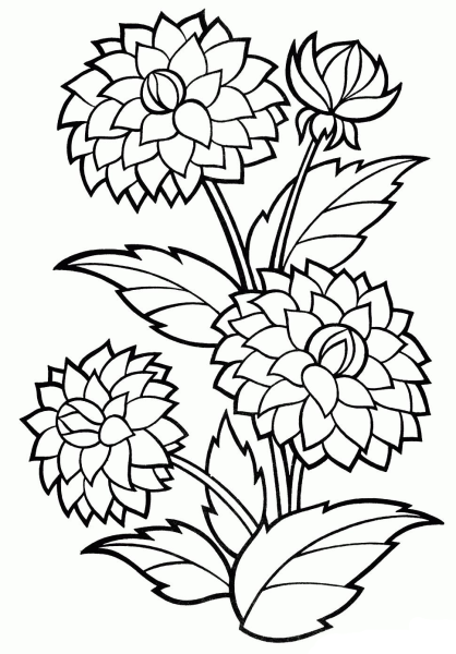 Георгины гладиолусы циний