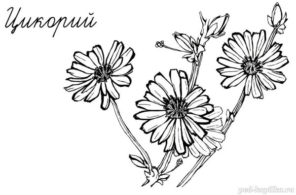 Цикорий раскраска