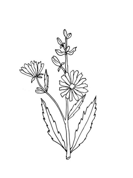 Цикорий раскраска