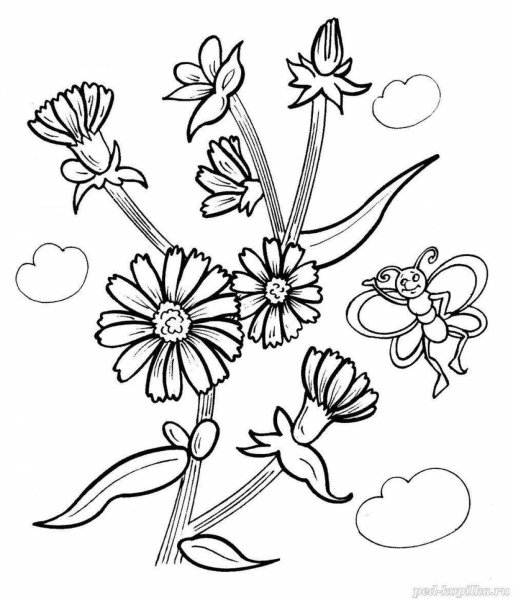 Цикорий раскраска для детей