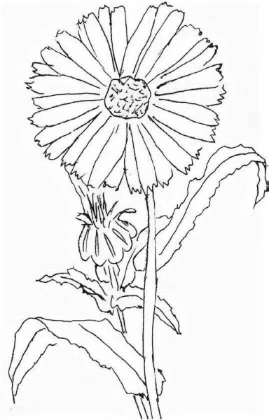 Календула лекарственная раскраска