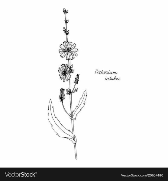 Цикорий цветок тату