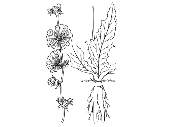 Цикорий обыкновенный