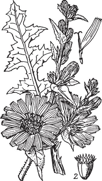 Цикорий Графика